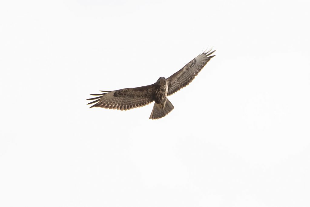 Buteo buteo ?  S